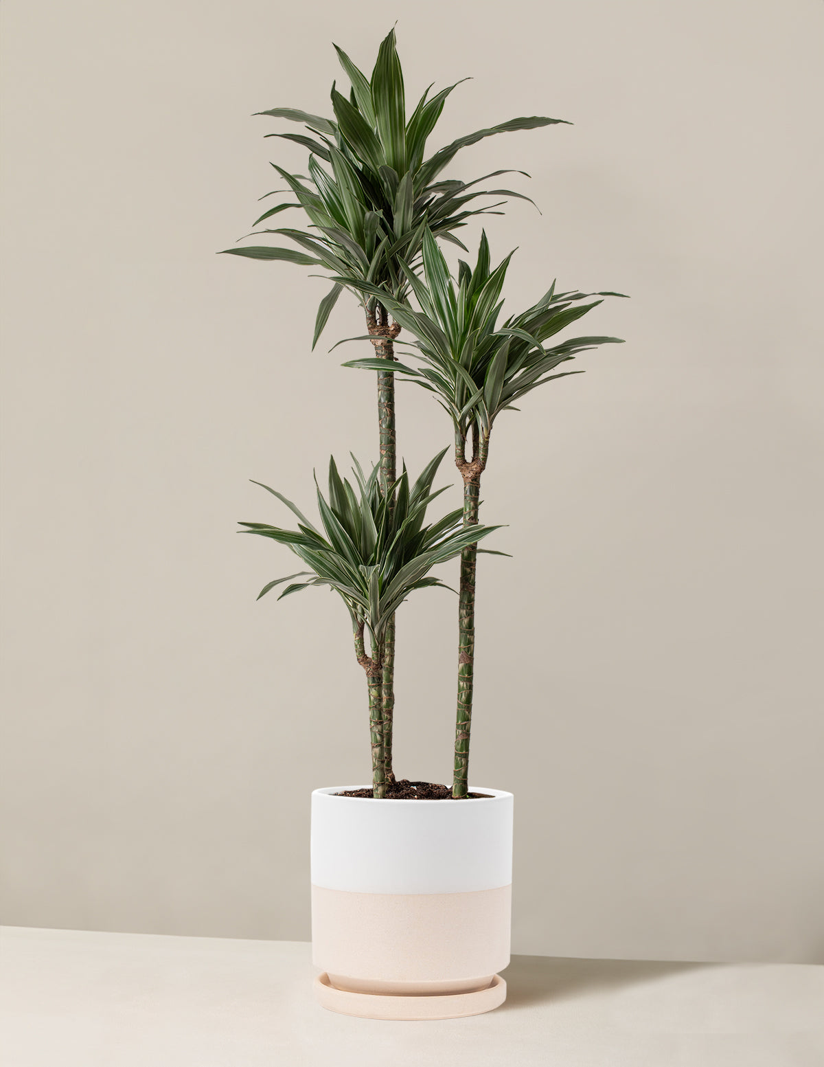 Large Dracaena Warneckii