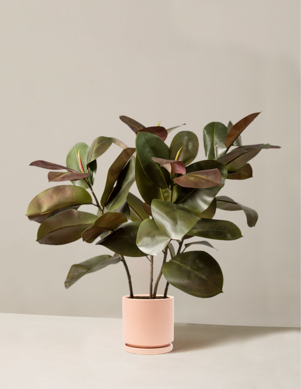 Faux Rubber Tree