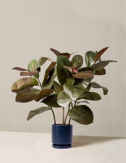 Faux Rubber Tree