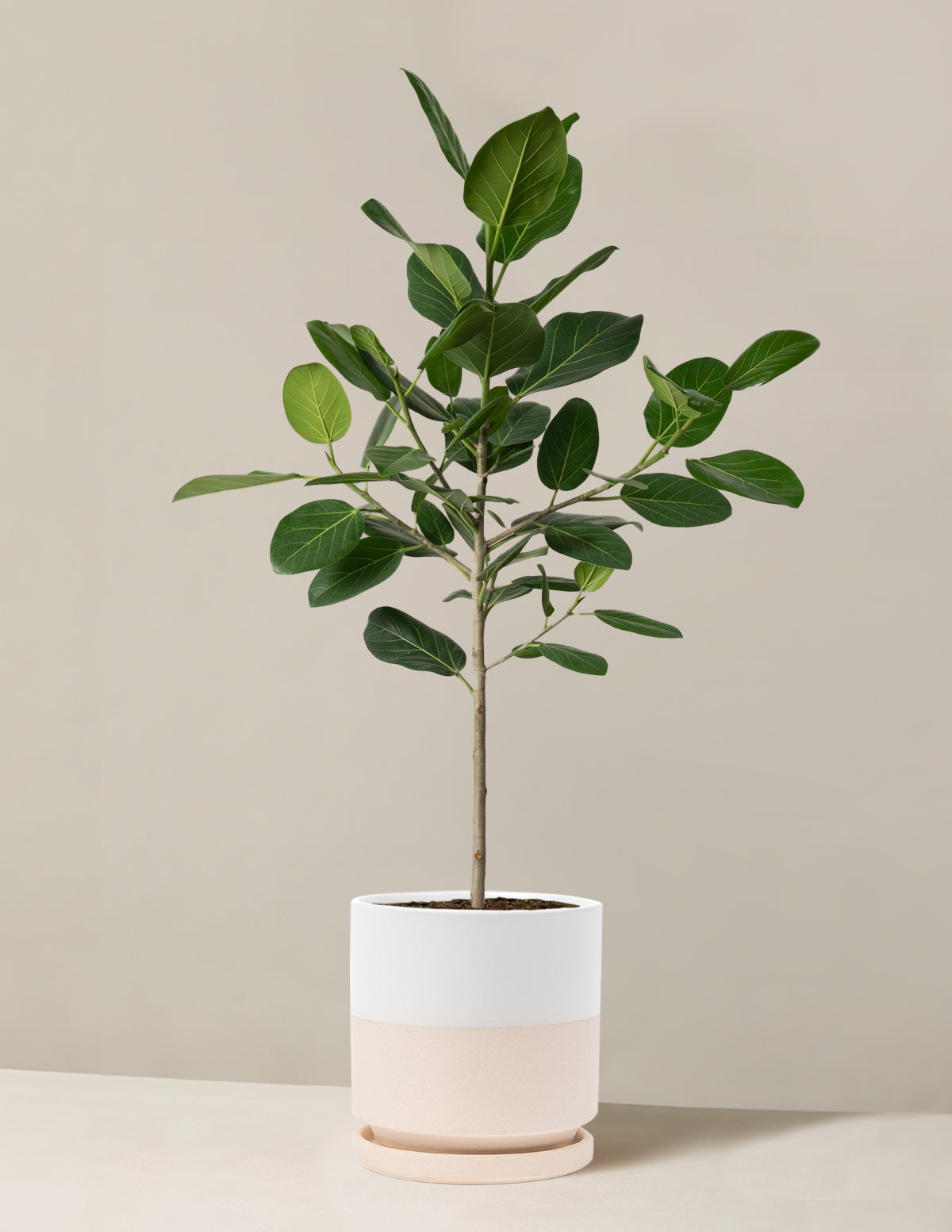 Ficus Audrey Tree