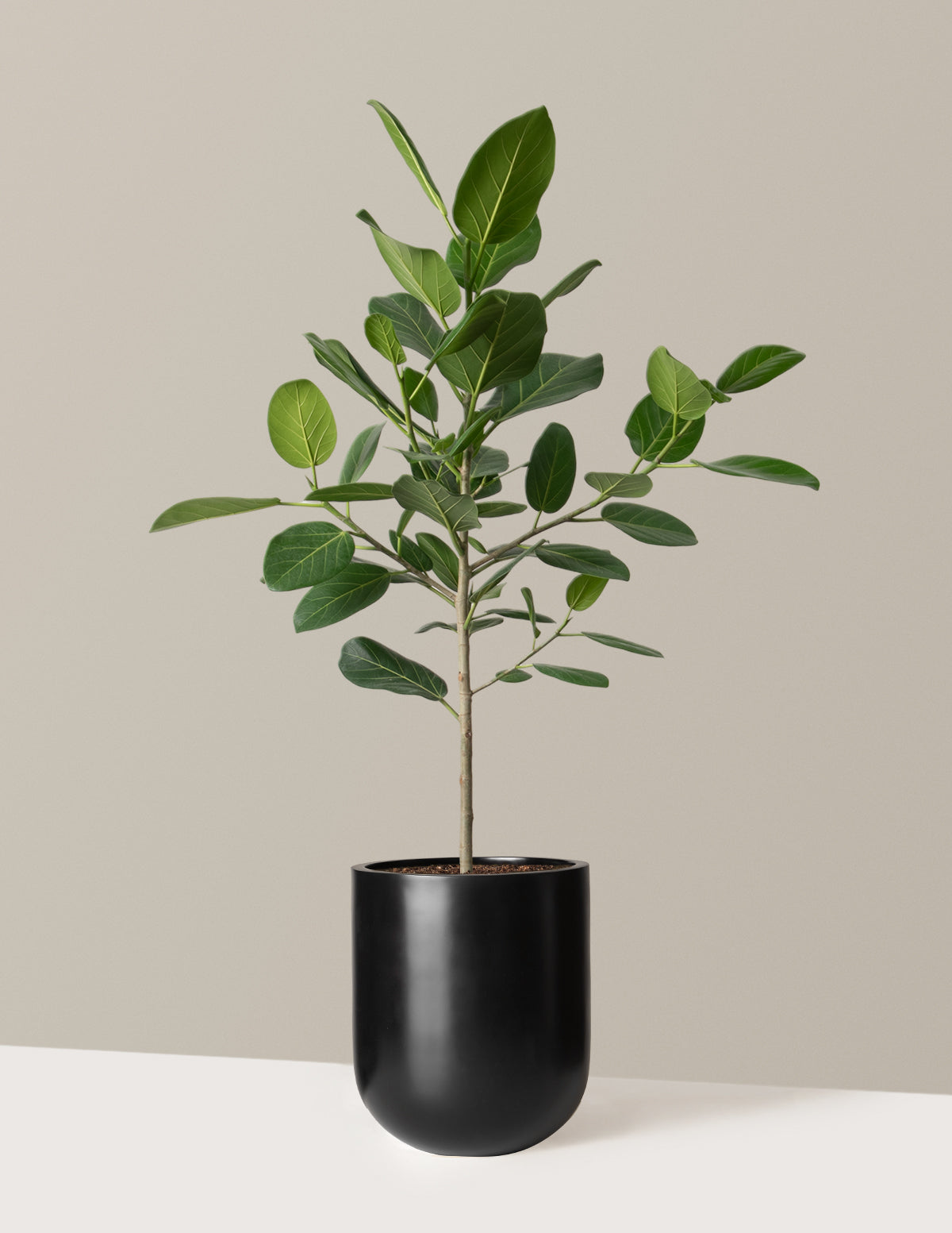 Ficus Audrey Tree