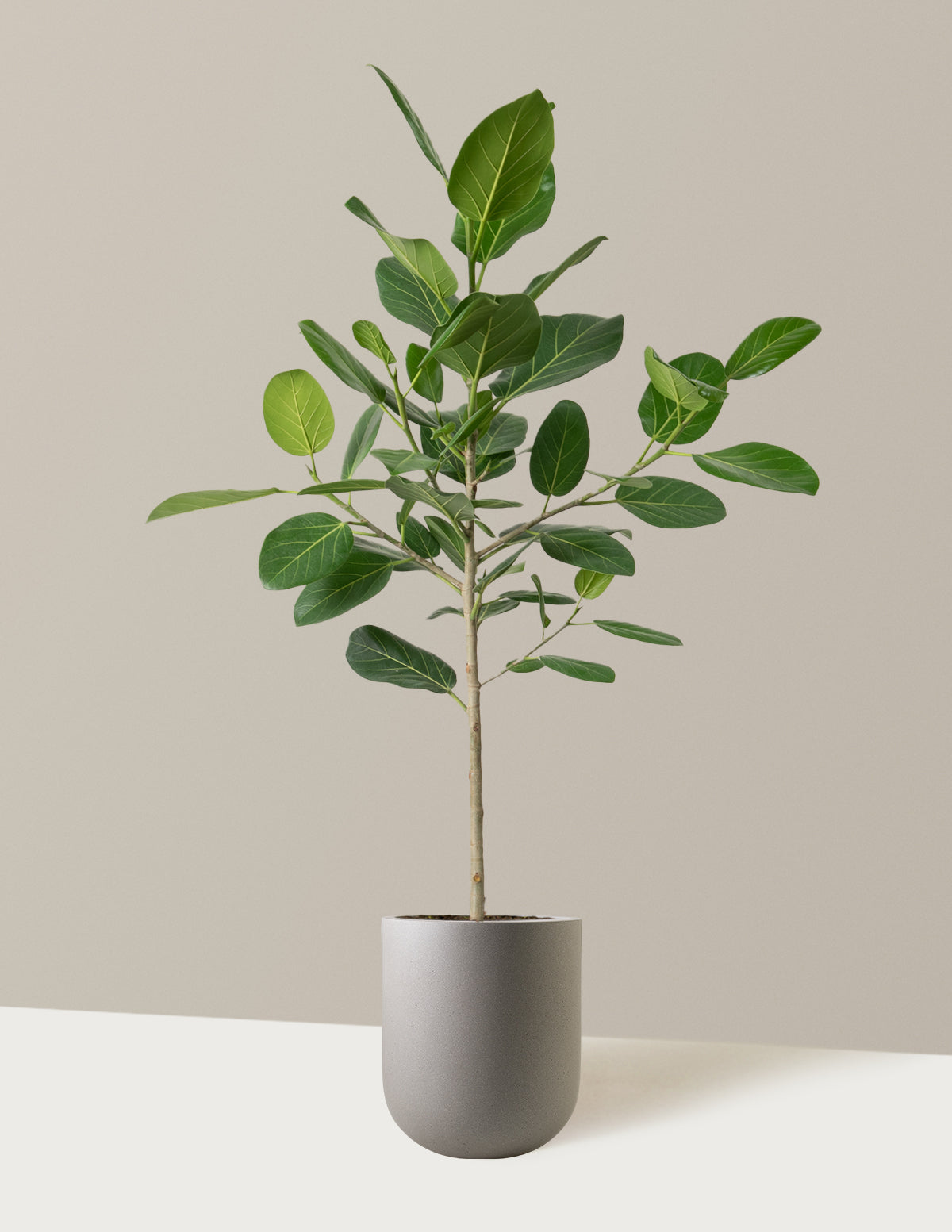 Ficus Audrey Tree