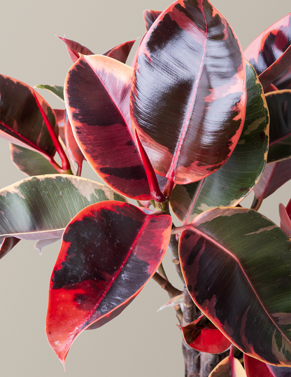 Ficus 'Ruby'