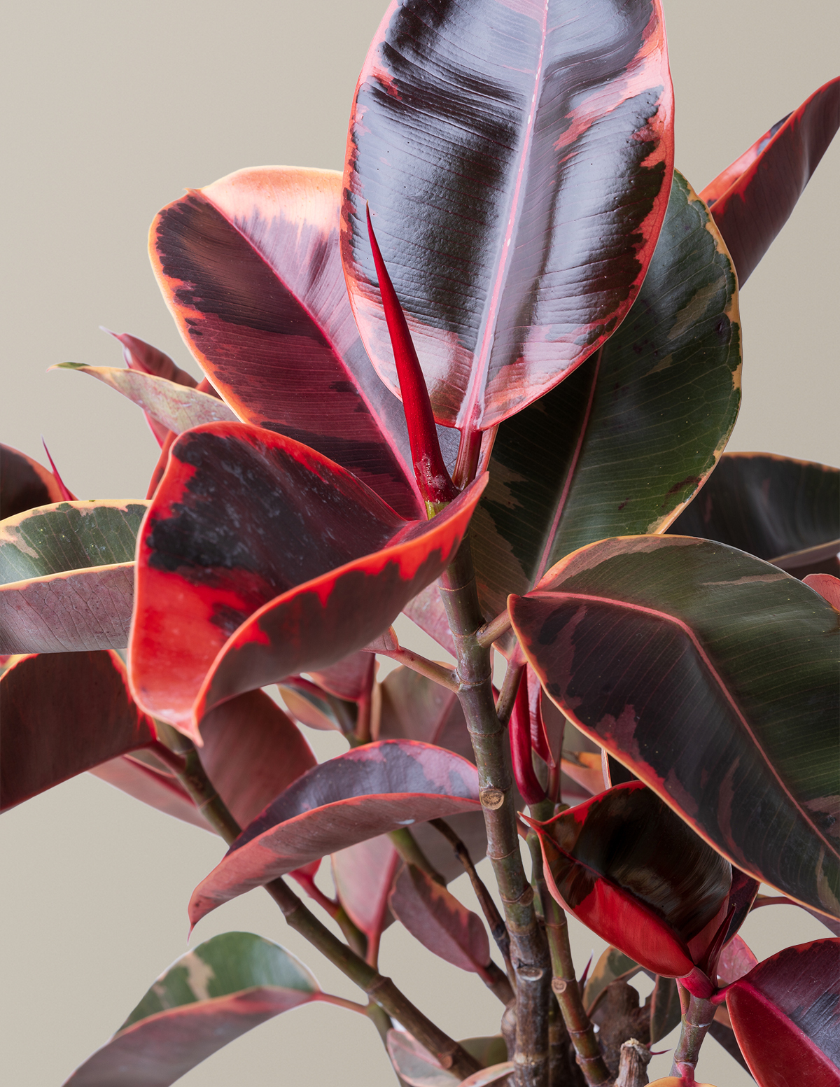 Ficus 'Ruby'