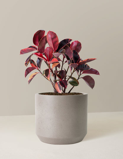 Ficus 'Ruby'