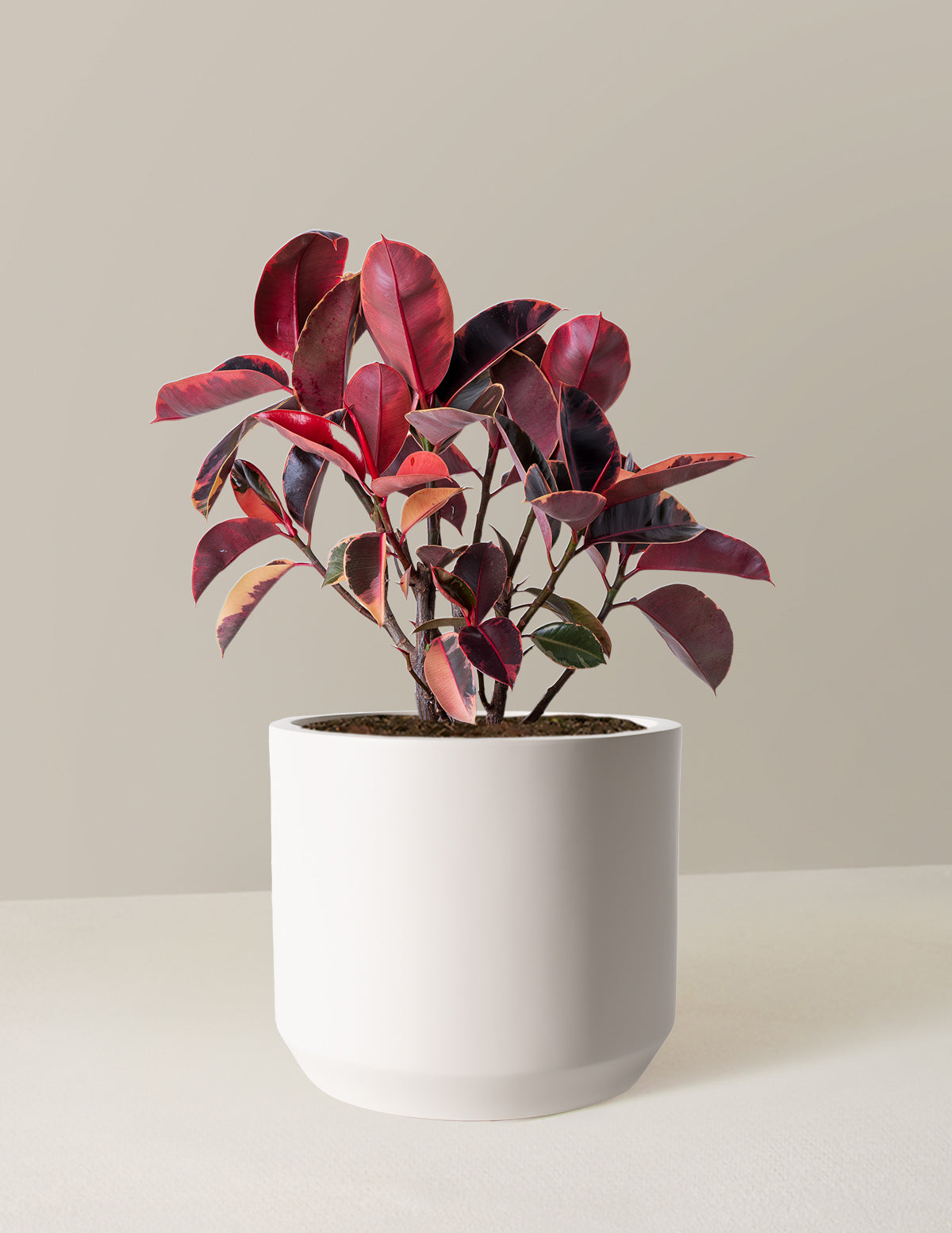 Ficus 'Ruby'