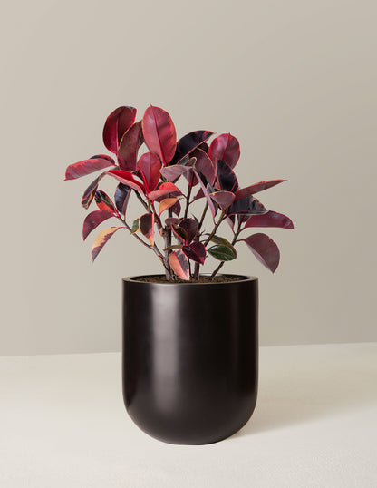 Ficus 'Ruby'