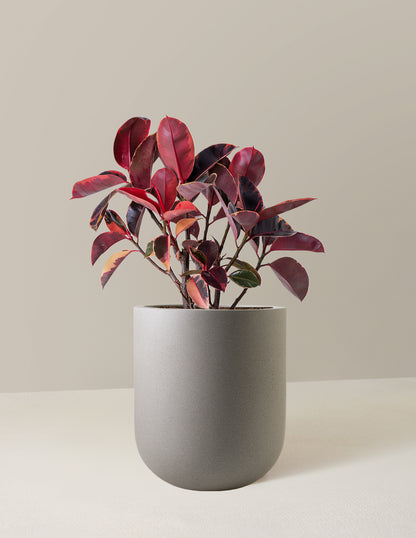 Ficus 'Ruby'