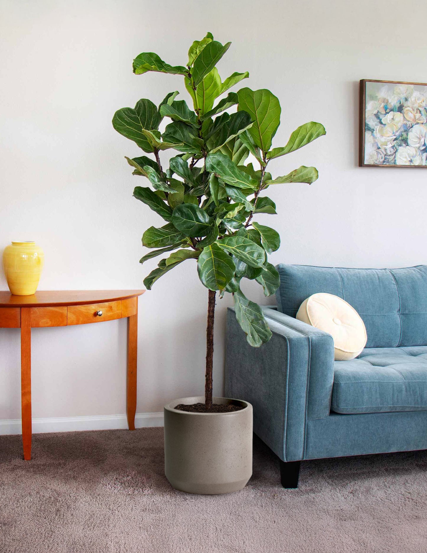 Fiddle-Leaf Fig Tree