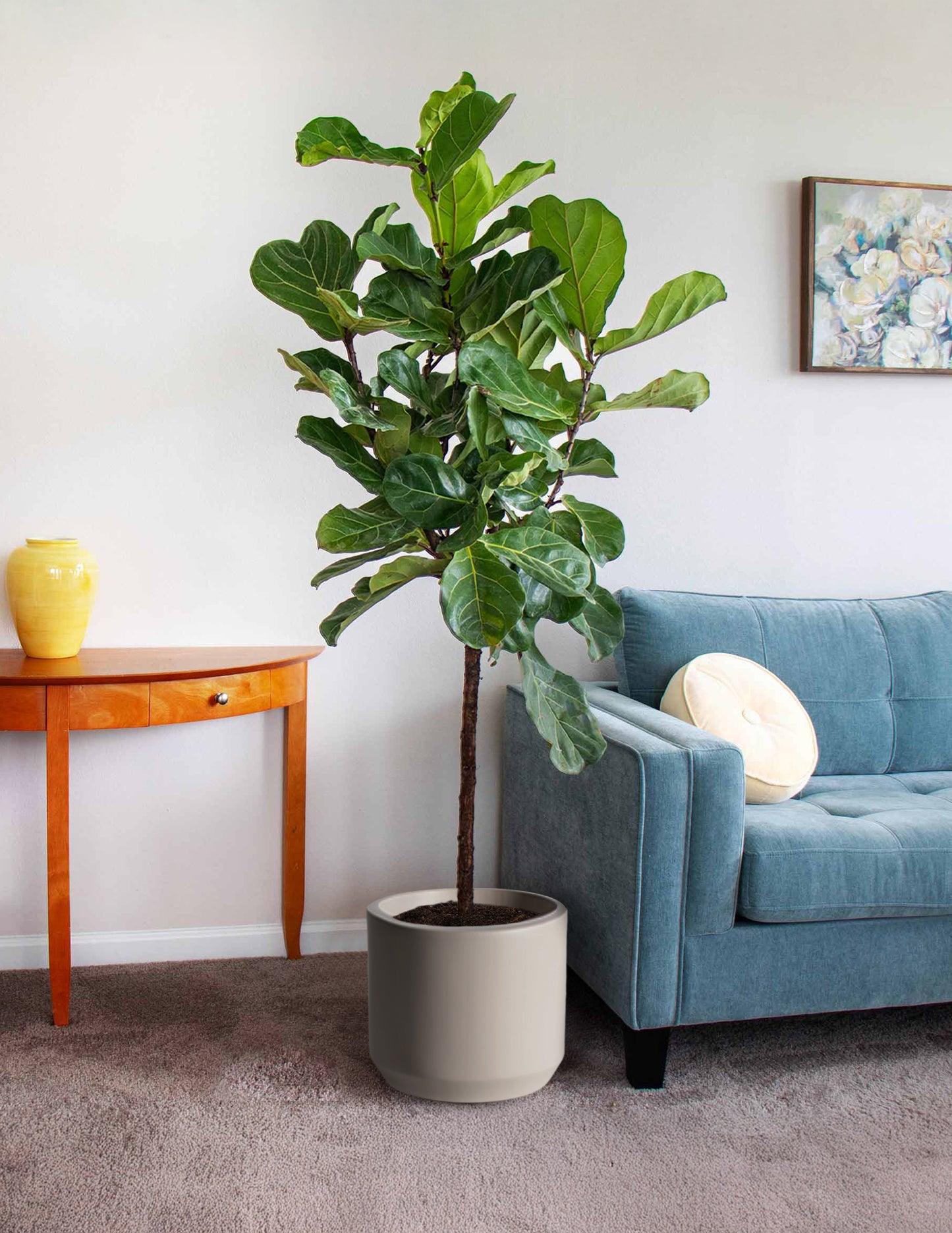 Fiddle-Leaf Fig Tree