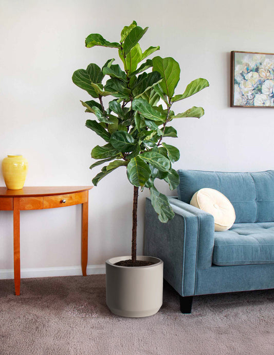 Fiddle Leaf Fig