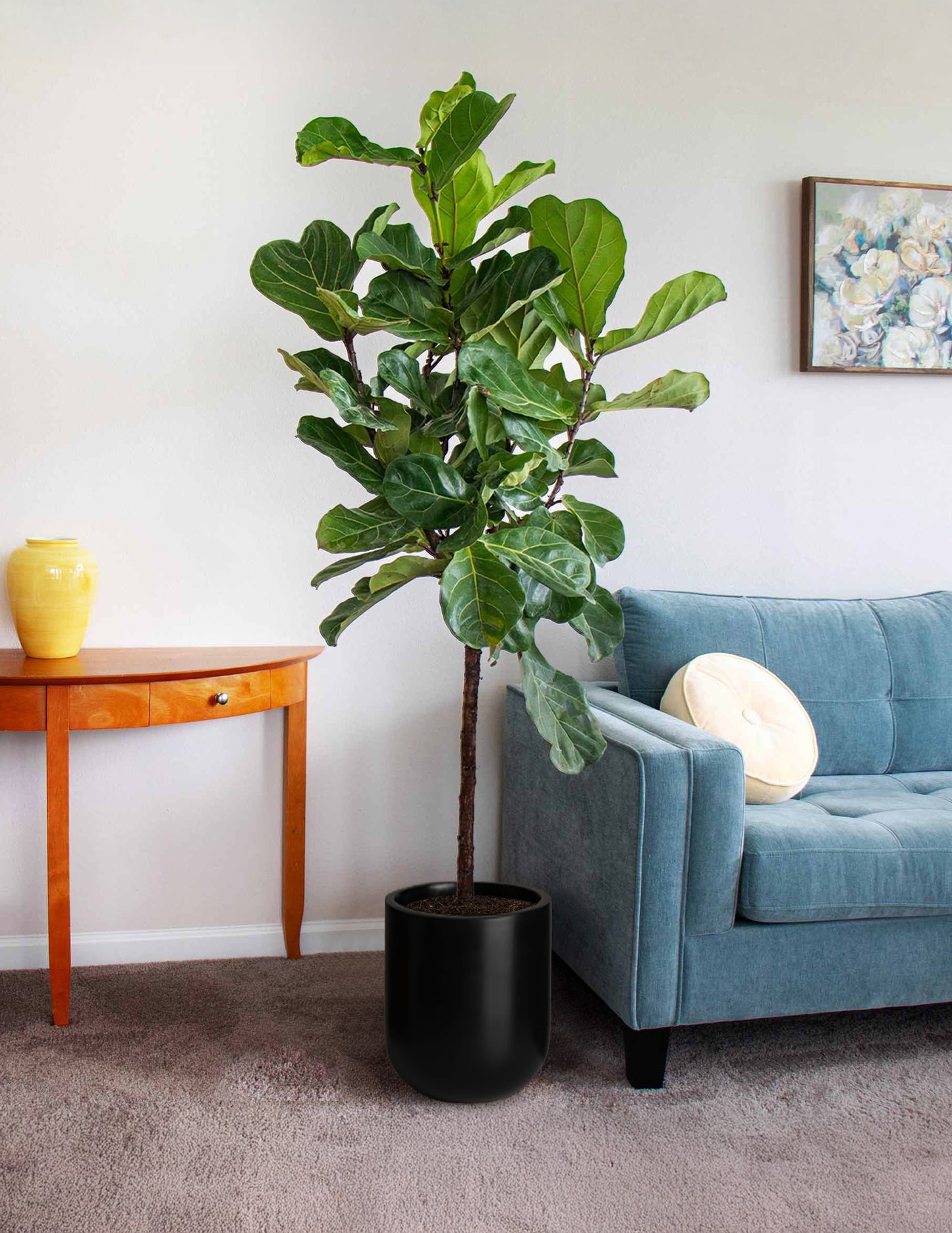 Fiddle-Leaf Fig Tree