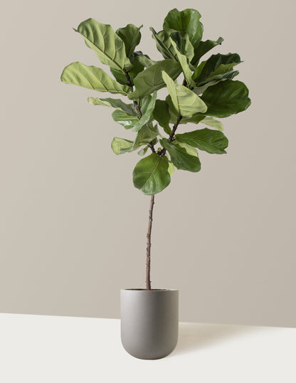 Fiddle Leaf Fig