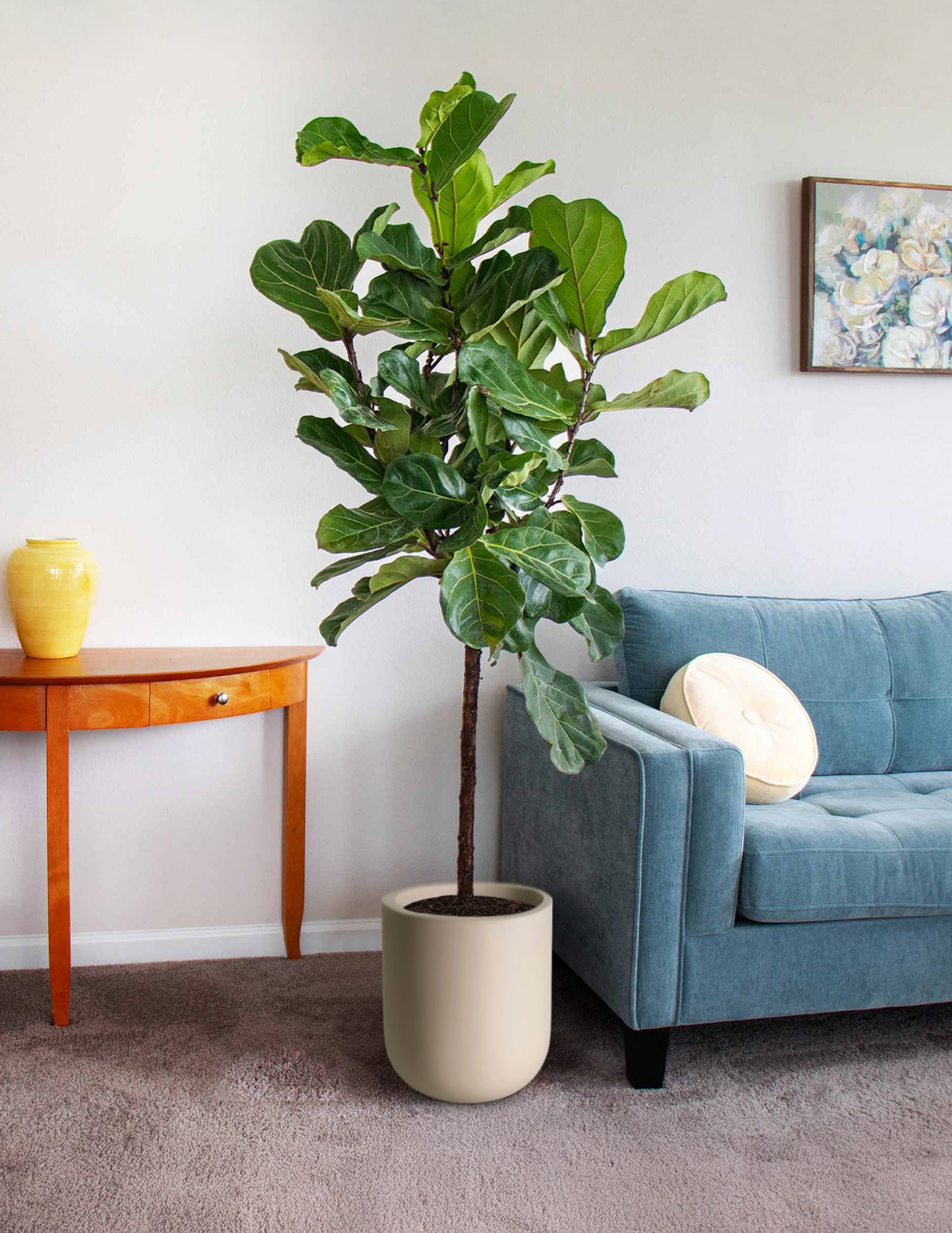 Fiddle-Leaf Fig Tree