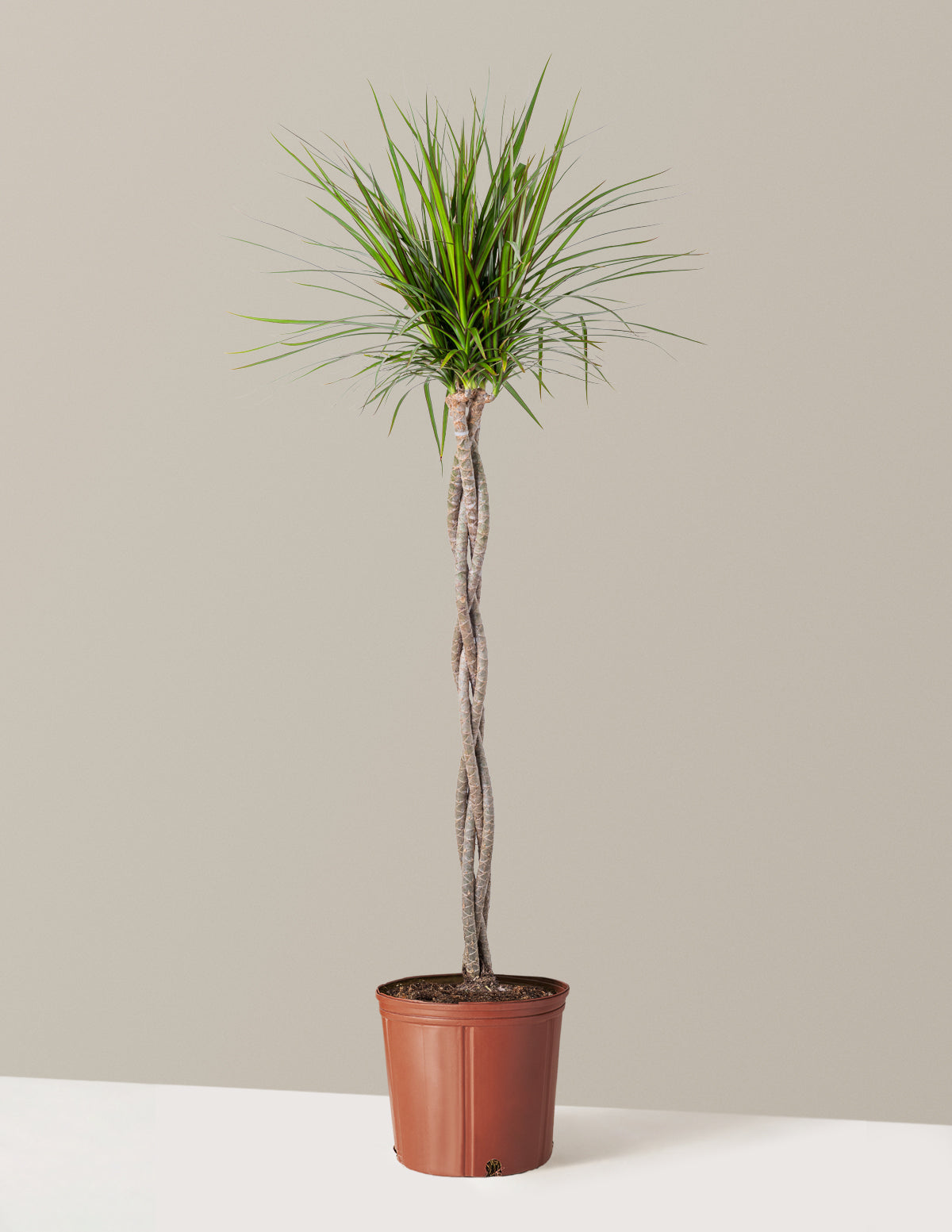 Dracaena Marginata Braided