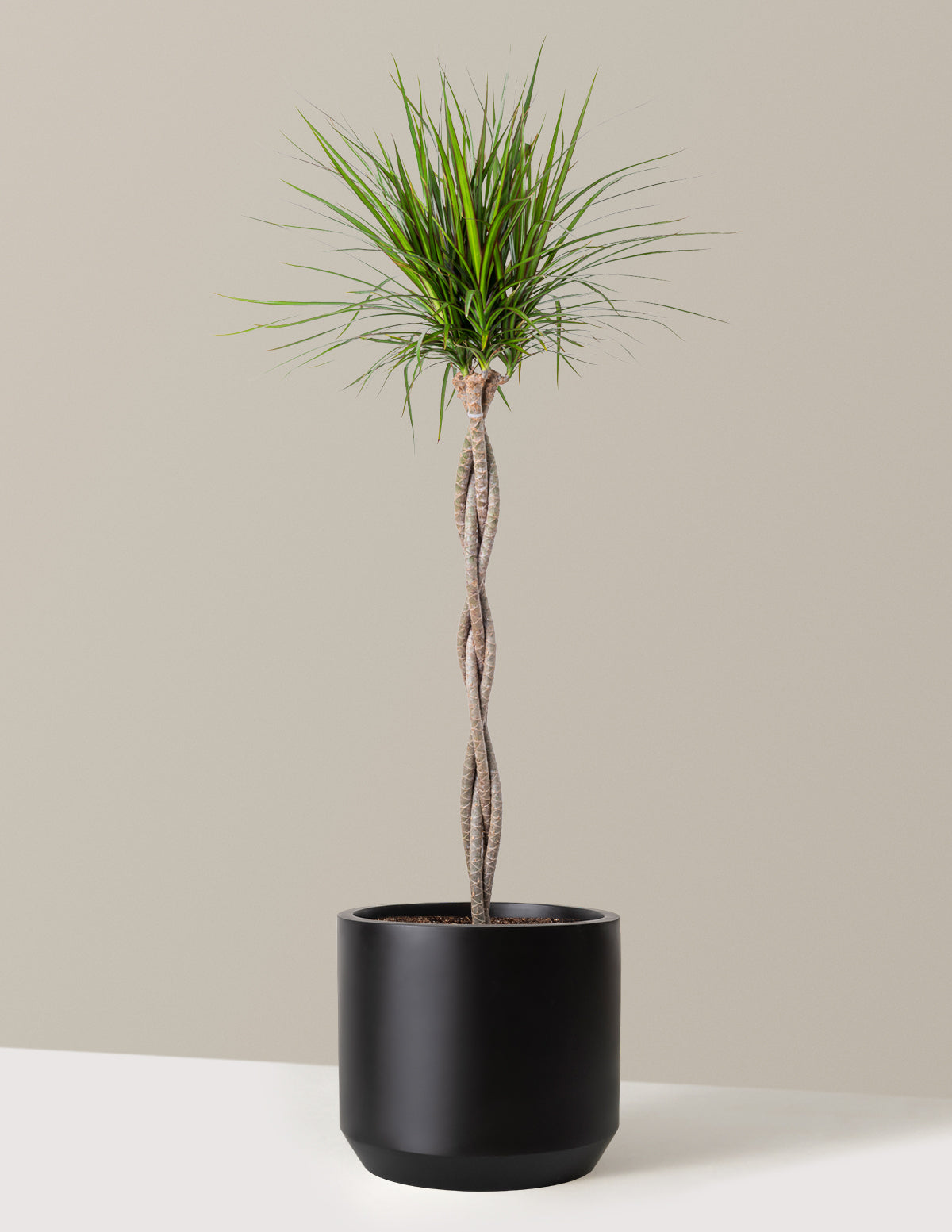 Dracaena Marginata Braided