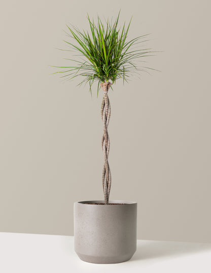 Dracaena Marginata Braided