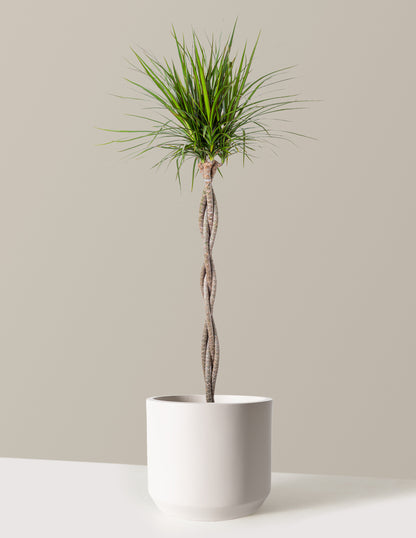 Dracaena Marginata Braided