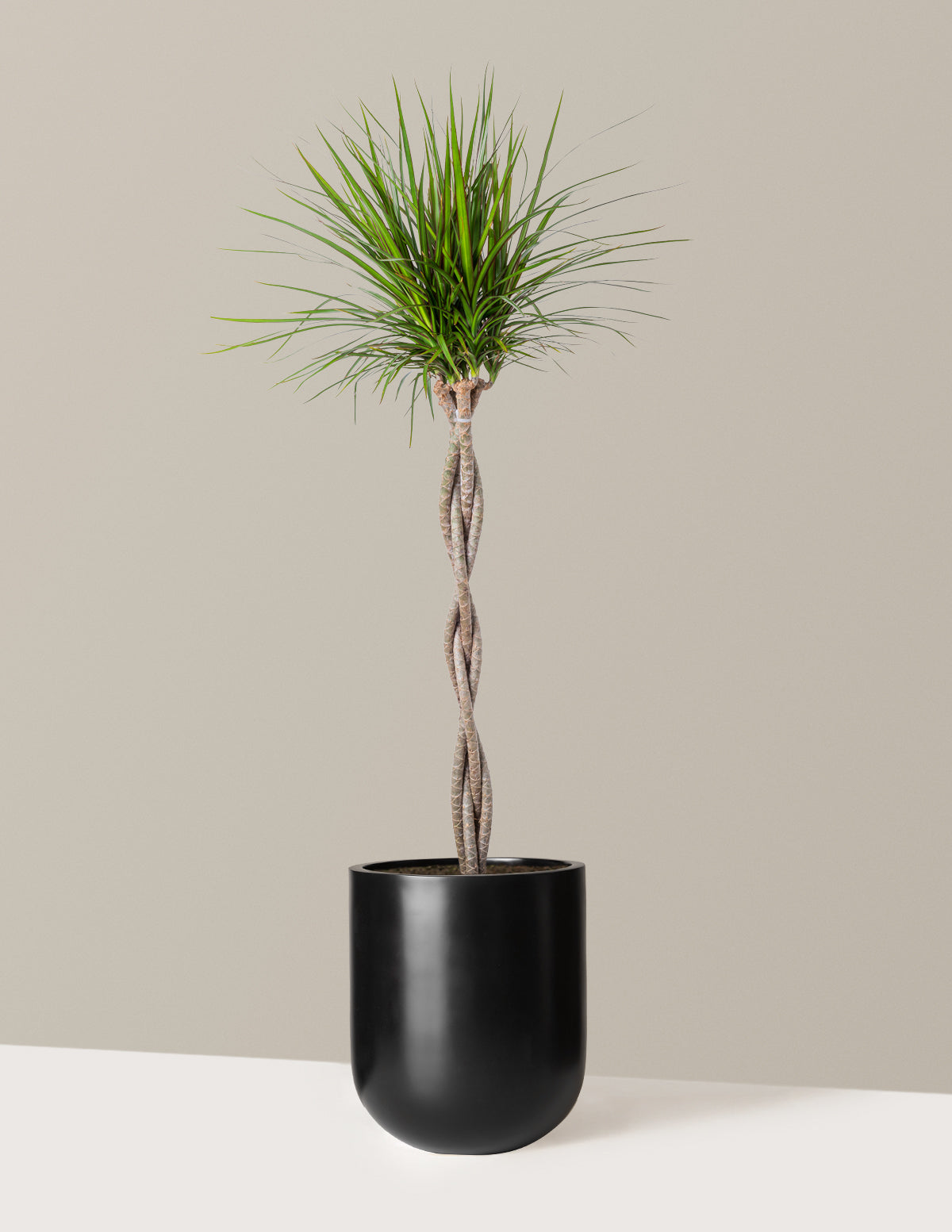 Dracaena Marginata Braided