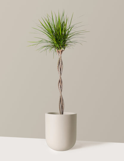 Dracaena Marginata Braided