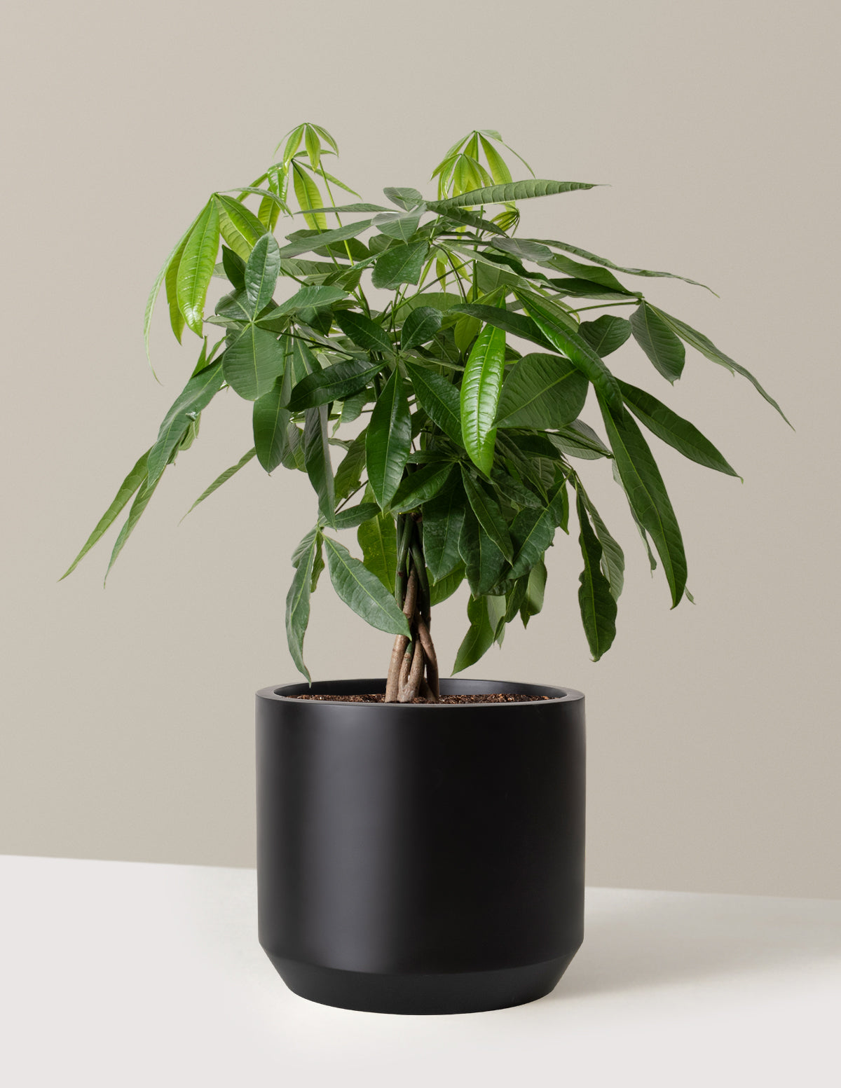 Money Tree Plant