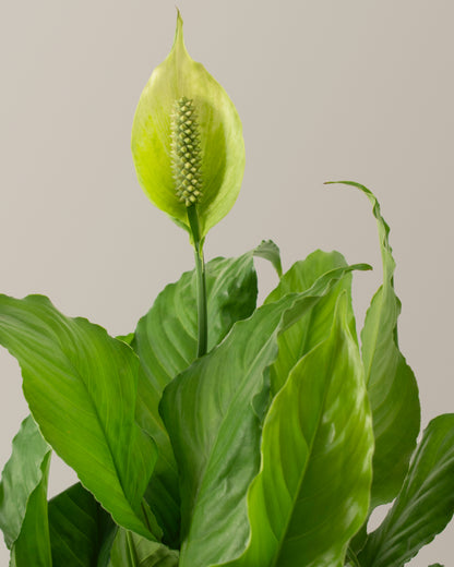 Large Peace Lily