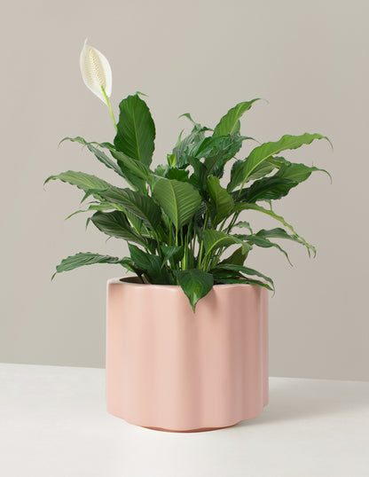 Large Peace Lily