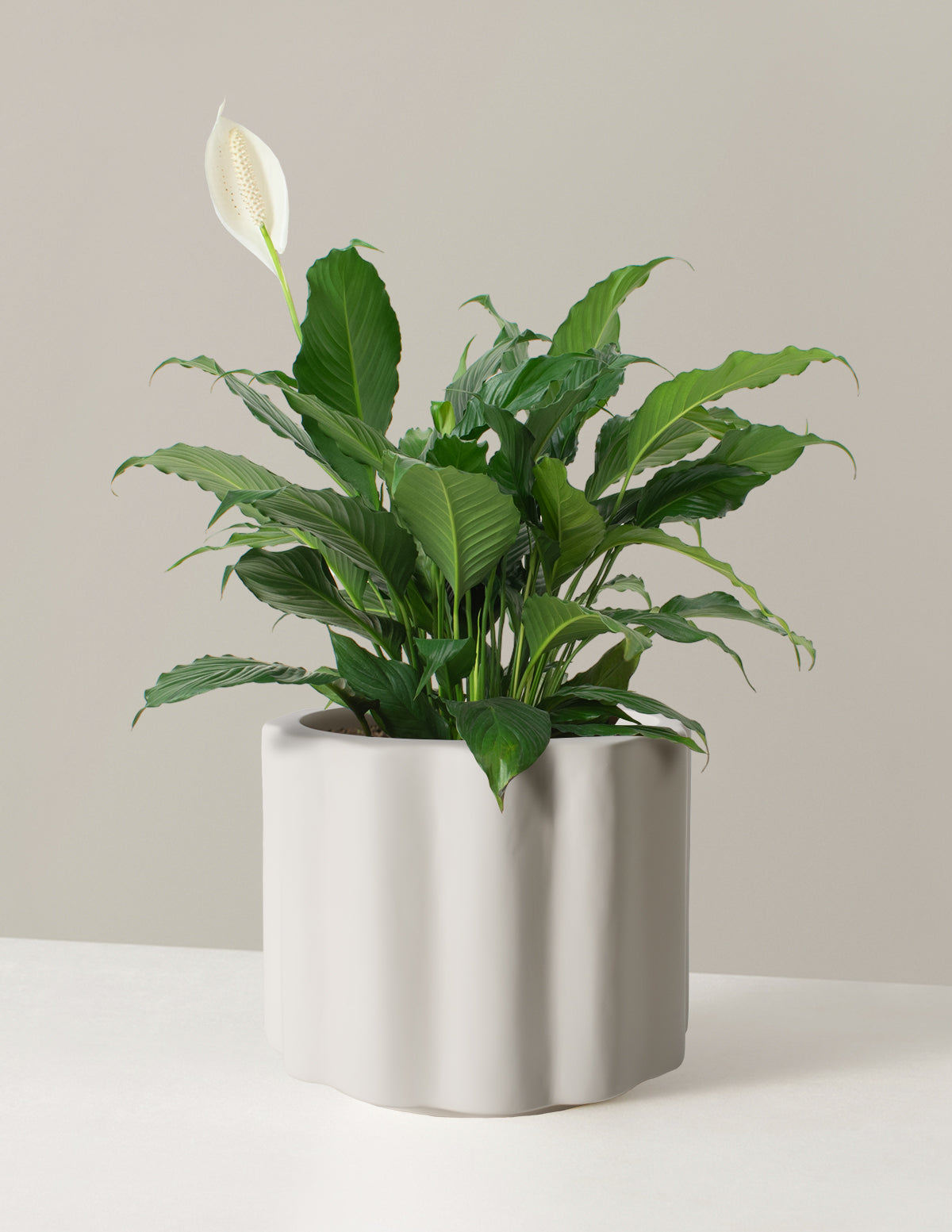 Large Peace Lily