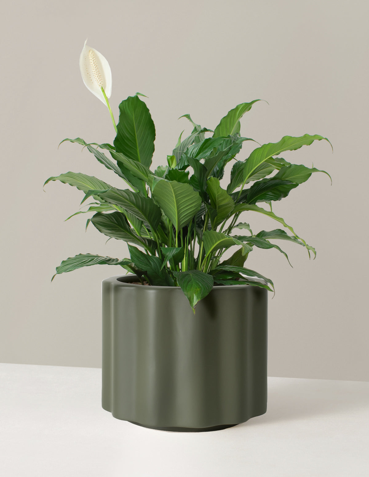 Large Peace Lily