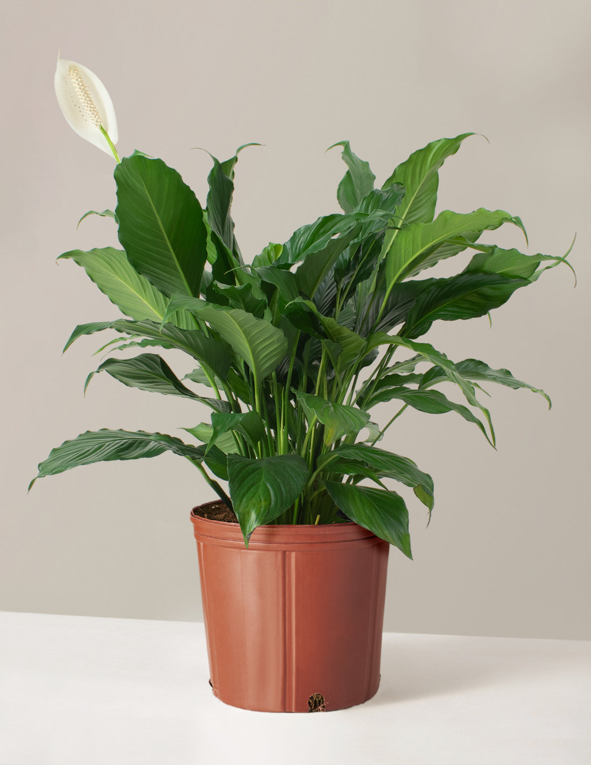 Large Peace Lily