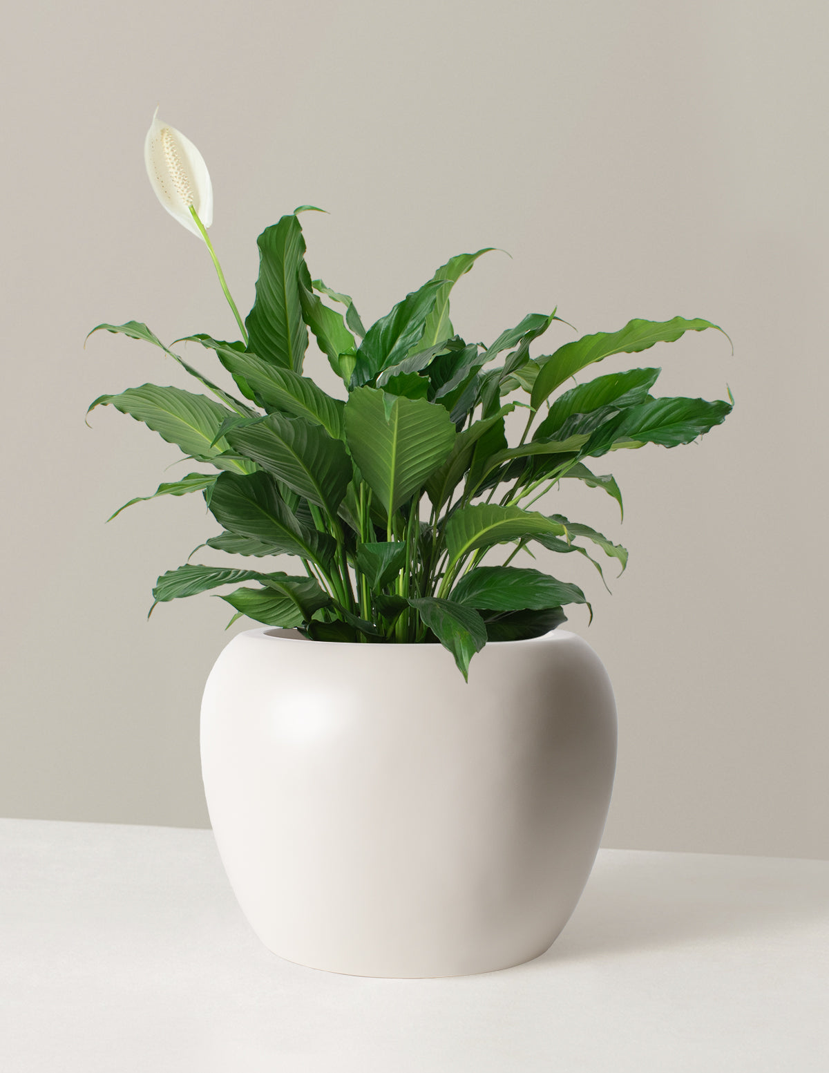 Large Peace Lily