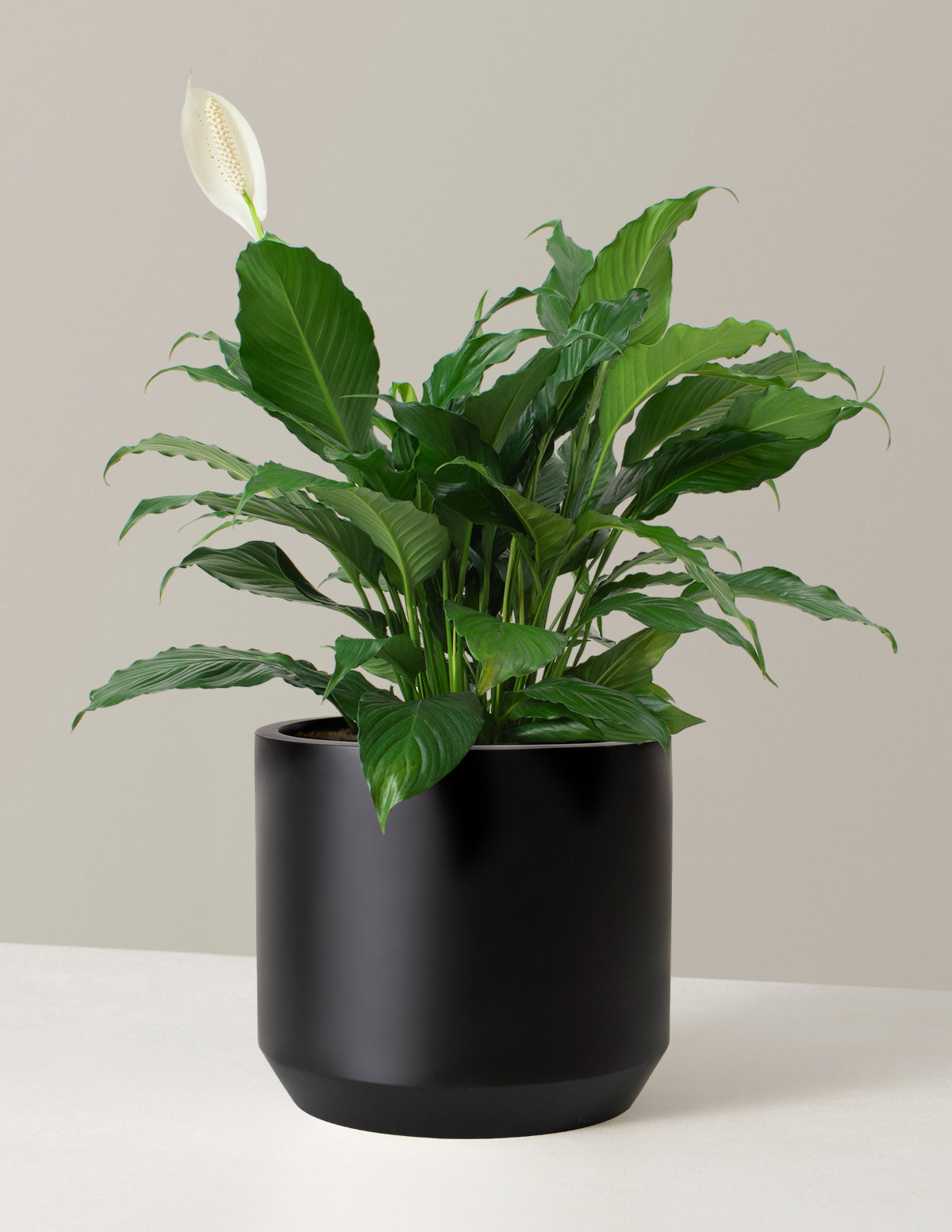 Large Peace Lily