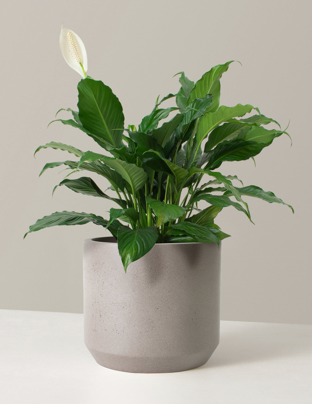 Large Peace Lily