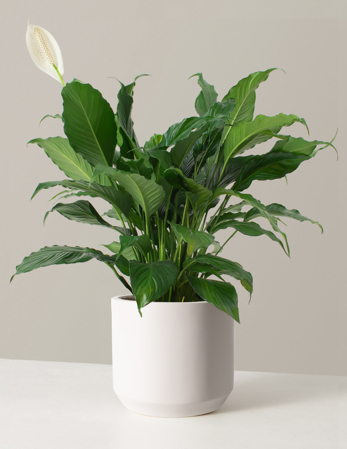 Large Peace Lily