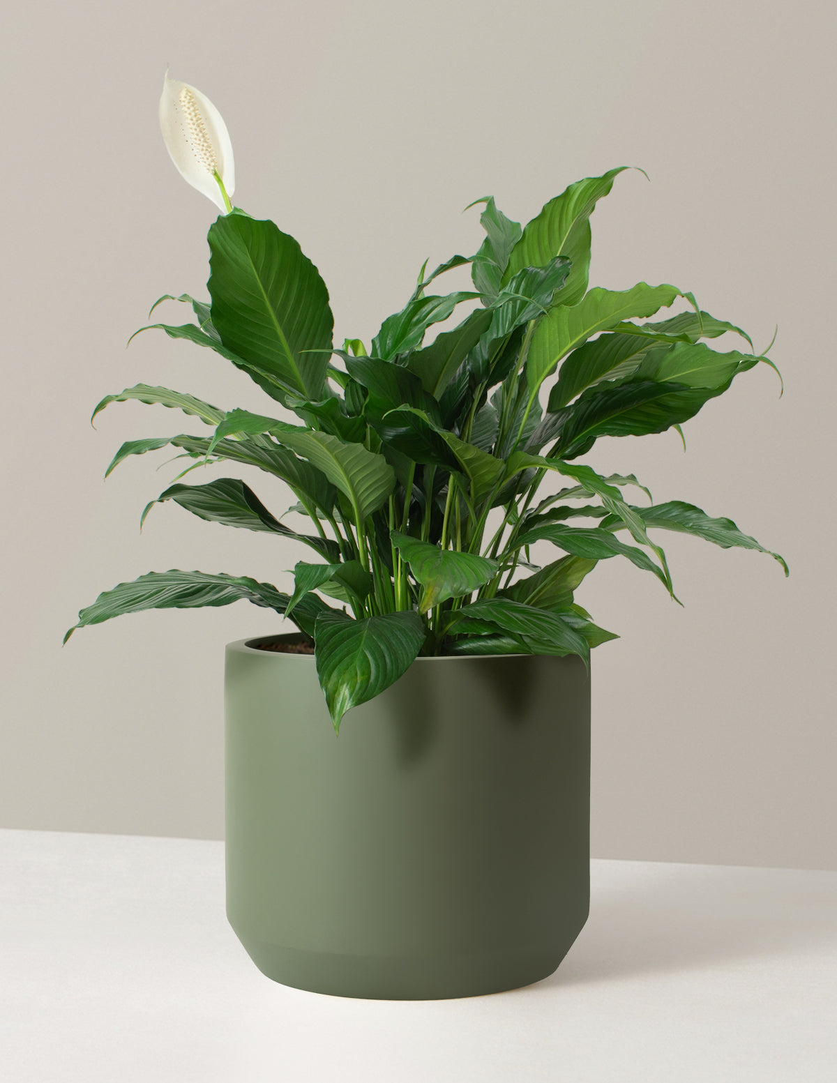 Large Peace Lily