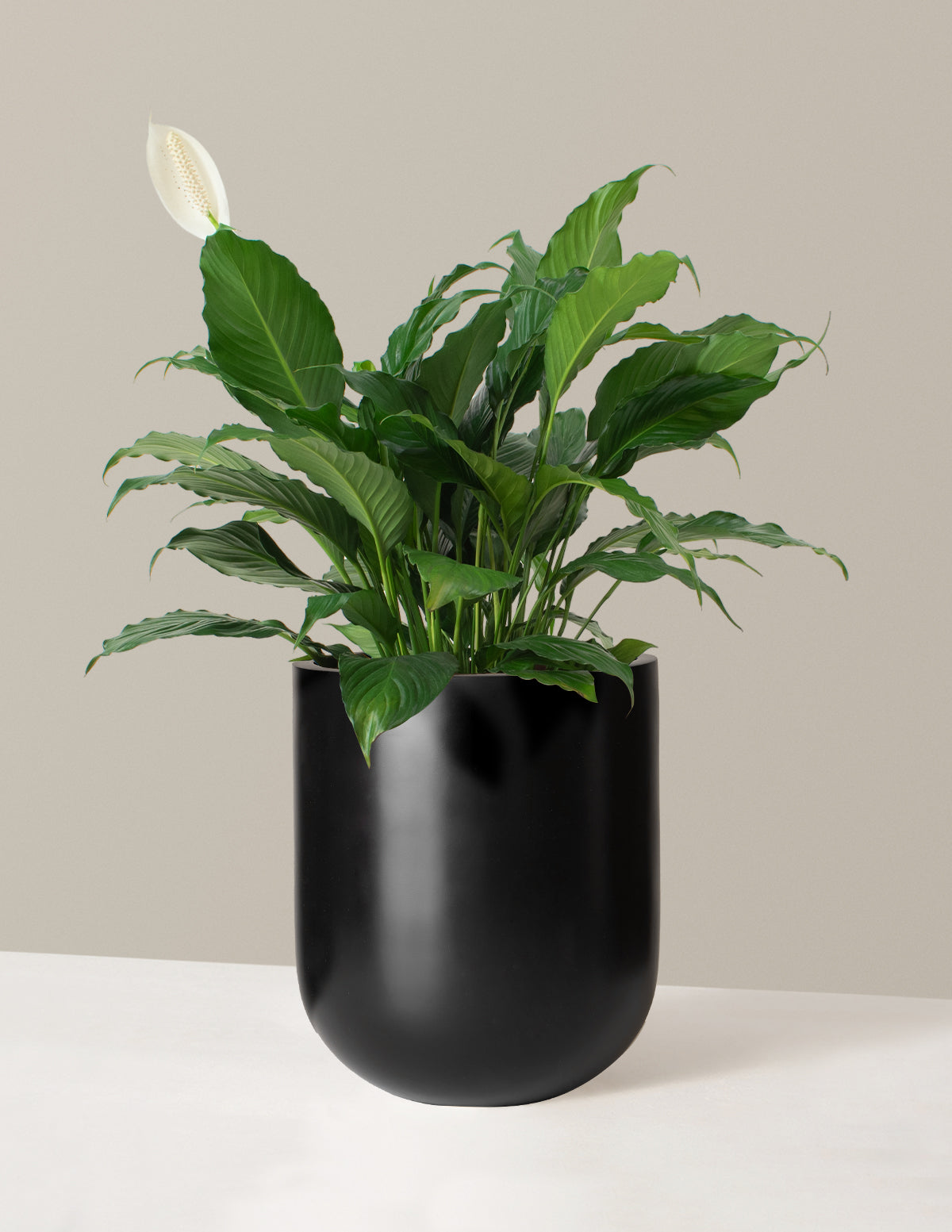 Large Peace Lily