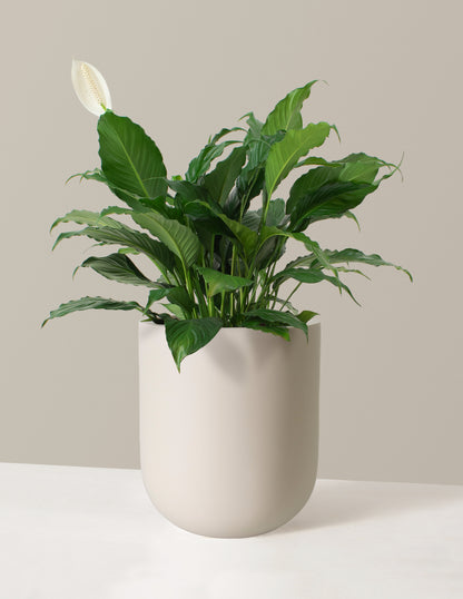 Large Peace Lily