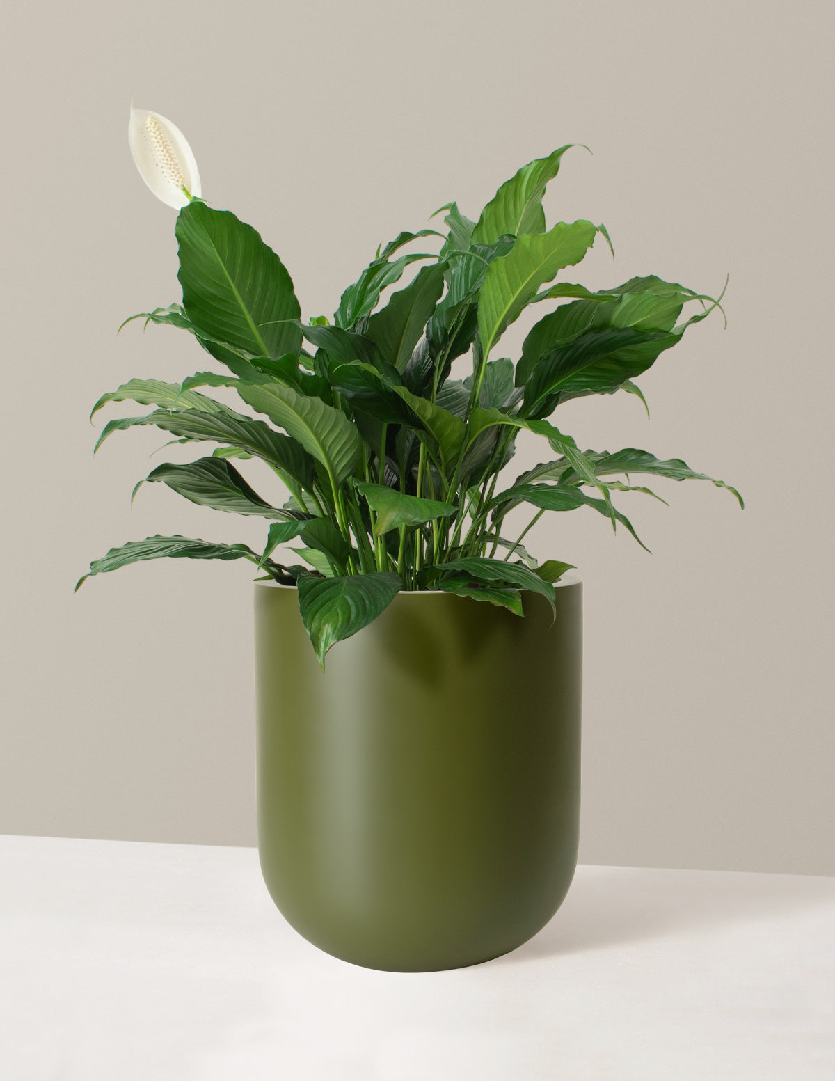 Large Peace Lily