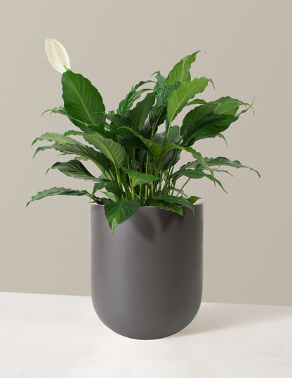 Large Peace Lily