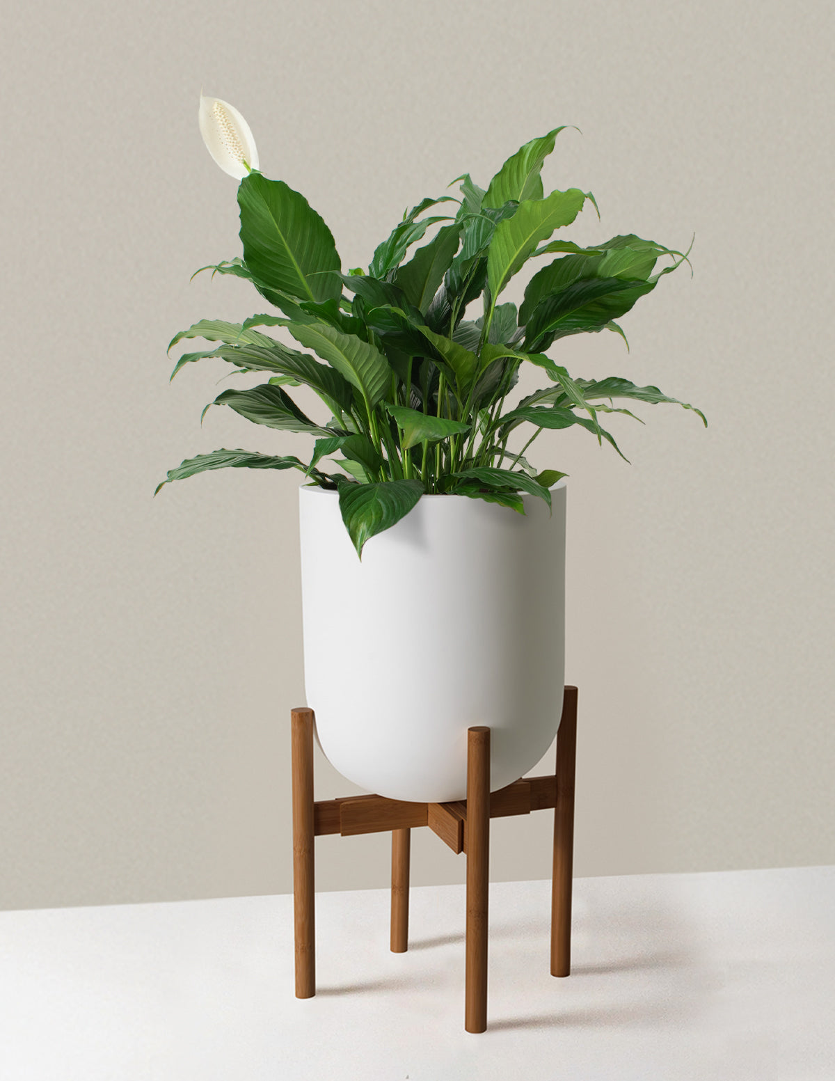 Large Peace Lily