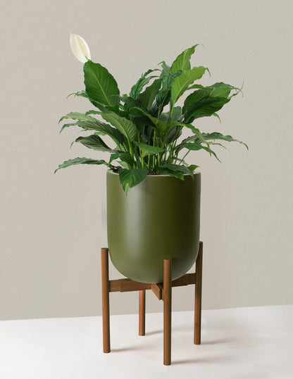 Large Peace Lily