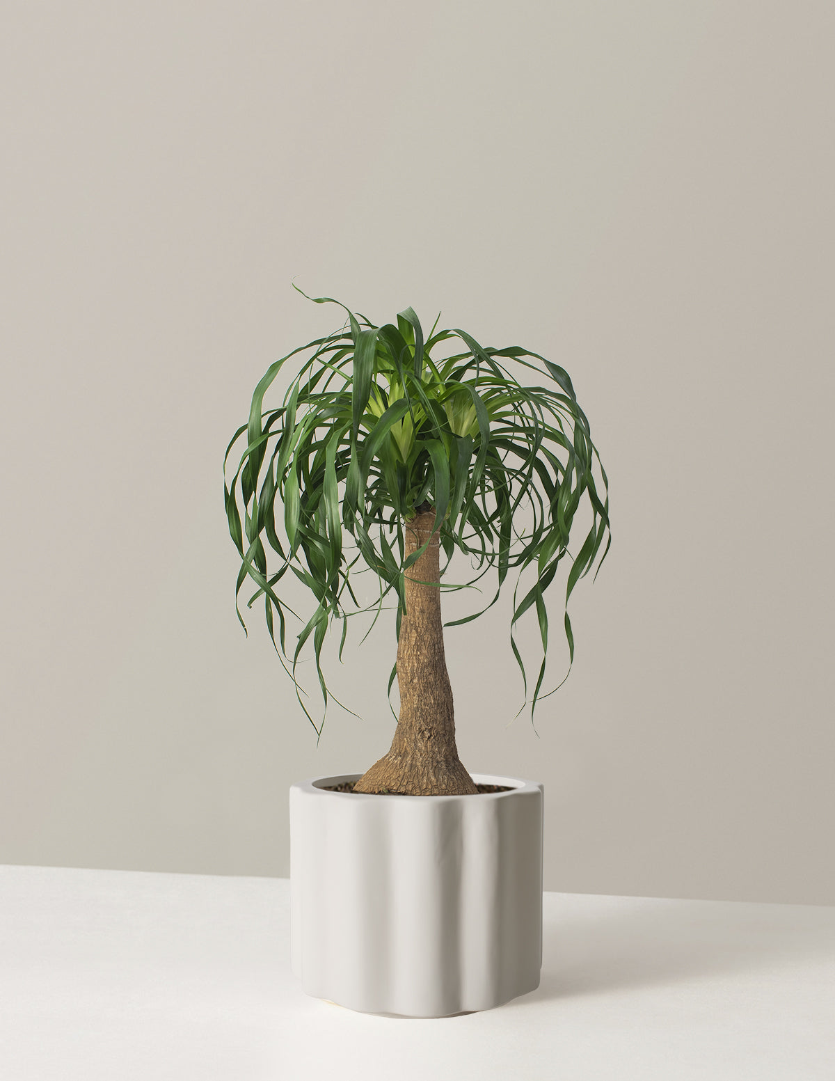 Large Ponytail Palm