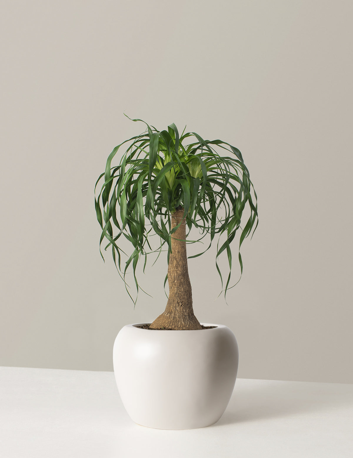 Large Ponytail Palm