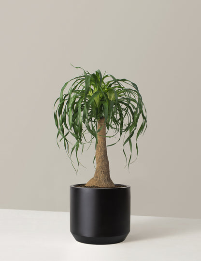 Large Ponytail Palm