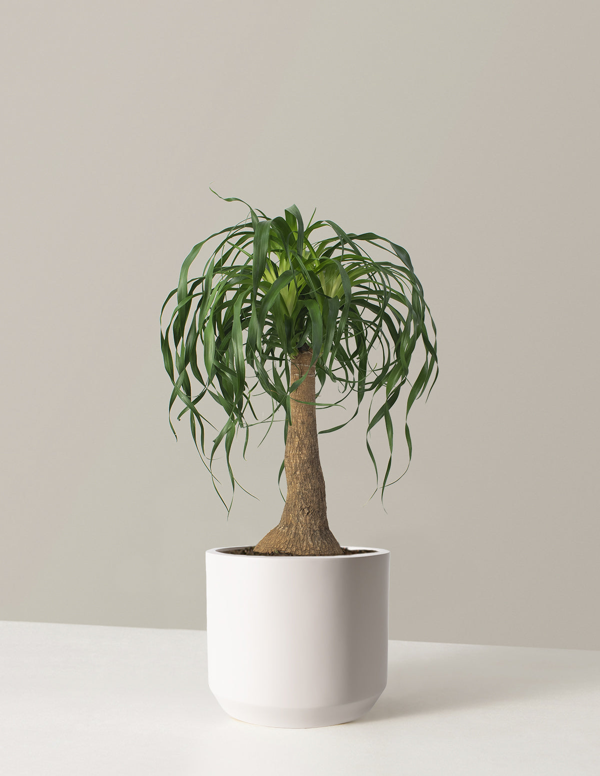 Large Ponytail Palm