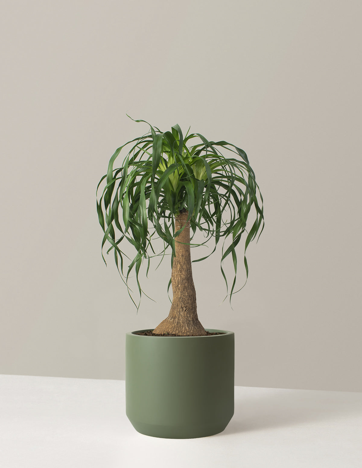 Large Ponytail Palm