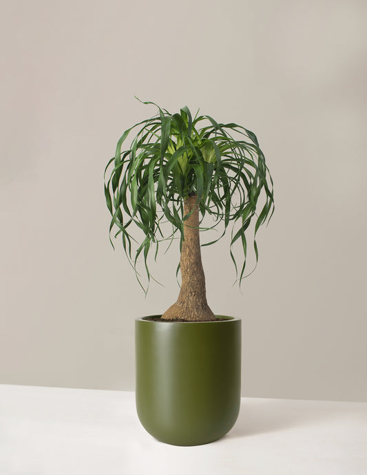 Large Ponytail Palm