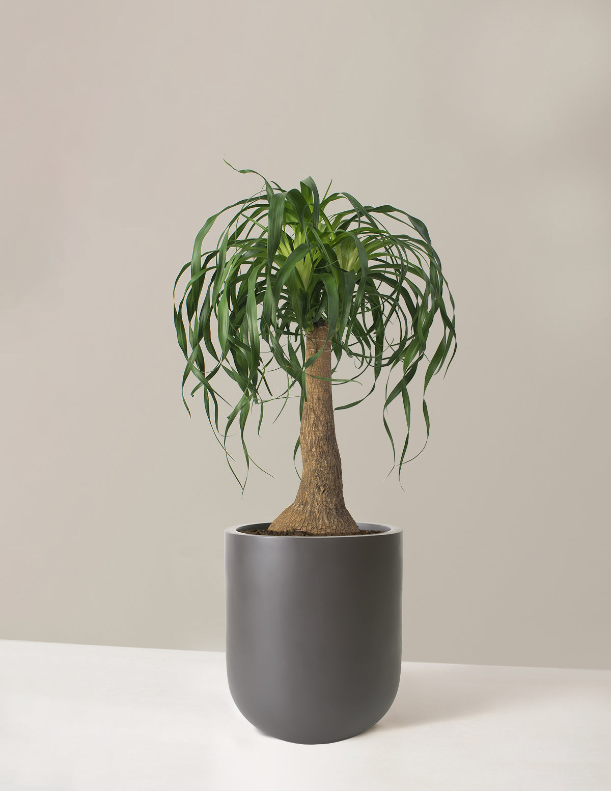 Large Ponytail Palm