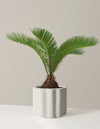 Large Sago Palm