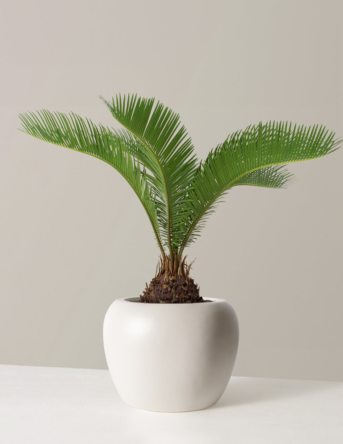 Large Sago Palm